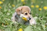 CORGI PEMBROKE 599